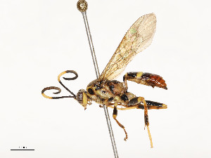  ( - CBG-A51984-E03)  @11 [ ] CreativeCommons - Attribution Share - Alike (2024) CBG Photography Group Centre for Biodiversity Genomics