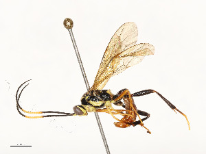  ( - CBG-A51984-F08)  @11 [ ] CreativeCommons - Attribution Share - Alike (2024) CBG Photography Group Centre for Biodiversity Genomics