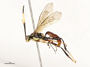  ( - CBG-A51984-F09)  @11 [ ] CreativeCommons - Attribution Share - Alike (2024) CBG Photography Group Centre for Biodiversity Genomics