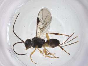  ( - CBG-A52389-A05)  @11 [ ] CreativeCommons - Attribution Share - Alike (2024) Centre for Biodiversity Genomics Centre for Biodiversity Genomics