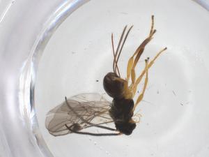  ( - CBG-A53080-G07)  @11 [ ] CreativeCommons - Attribution Share - Alike (2024) Centre for Biodiversity Genomics Centre for Biodiversity Genomics