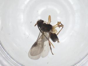  ( - CBG-A53088-E12)  @11 [ ] CreativeCommons - Attribution Share - Alike (2024) Centre for Biodiversity Genomics Centre for Biodiversity Genomics