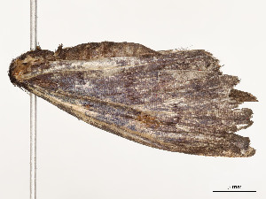  ( - CBG-A54425-A09)  @11 [ ] CreativeCommons - Attribution Share - Alike (2024) CBG Photography Group Centre for Biodiversity Genomics