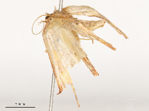  ( - CBG-A54425-A10)  @11 [ ] CreativeCommons - Attribution Share - Alike (2024) CBG Photography Group Centre for Biodiversity Genomics