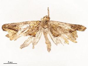  ( - CBG-A54425-B09)  @11 [ ] CreativeCommons - Attribution Share - Alike (2024) CBG Photography Group Centre for Biodiversity Genomics