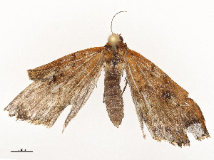  ( - CBG-A54425-B10)  @11 [ ] CreativeCommons - Attribution Share - Alike (2024) CBG Photography Group Centre for Biodiversity Genomics