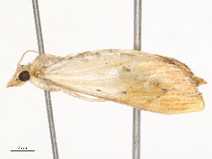  ( - CBG-A54425-C04)  @11 [ ] CreativeCommons - Attribution Share - Alike (2024) CBG Photography Group Centre for Biodiversity Genomics