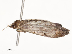  (Lascoria BioLep675 - CBG-A54425-D02)  @11 [ ] CreativeCommons - Attribution Share - Alike (2024) CBG Photography Group Centre for Biodiversity Genomics