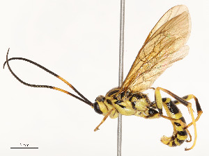  ( - CBG-A54425-F04)  @11 [ ] CreativeCommons - Attribution Share - Alike (2024) CBG Photography Group Centre for Biodiversity Genomics