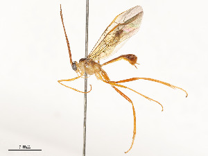  ( - CBG-A54425-F12)  @11 [ ] CreativeCommons - Attribution Share - Alike (2024) CBG Photography Group Centre for Biodiversity Genomics