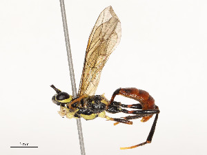  ( - CBG-A54425-G01)  @11 [ ] CreativeCommons - Attribution Share - Alike (2024) CBG Photography Group Centre for Biodiversity Genomics