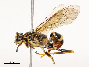  ( - CBG-A54425-H02)  @11 [ ] CreativeCommons - Attribution Share - Alike (2024) CBG Photography Group Centre for Biodiversity Genomics