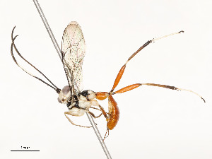  ( - CBG-A54425-H05)  @11 [ ] CreativeCommons - Attribution Share - Alike (2024) CBG Photography Group Centre for Biodiversity Genomics