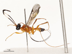  ( - CBG-A54427-D04)  @11 [ ] CreativeCommons - Attribution Share - Alike (2024) CBG Photography Group Centre for Biodiversity Genomics