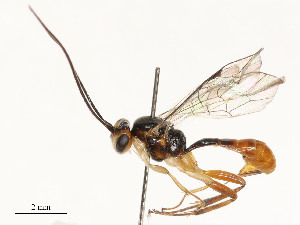  ( - CBG-A54427-D07)  @11 [ ] CreativeCommons - Attribution Share - Alike (2024) CBG Photography Group Centre for Biodiversity Genomics