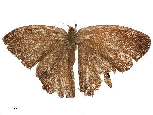  ( - CBG-A54428-E11)  @11 [ ] CreativeCommons - Attribution Share - Alike (2024) CBG Photography Group Centre for Biodiversity Genomics