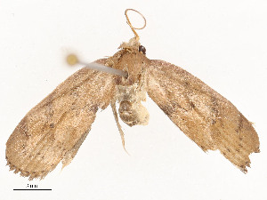  ( - CBG-A54428-G05)  @11 [ ] CreativeCommons - Attribution Share - Alike (2024) CBG Photography Group Centre for Biodiversity Genomics