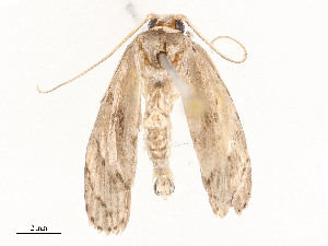  ( - CBG-A54428-G10)  @11 [ ] CreativeCommons - Attribution Share - Alike (2024) CBG Photography Group Centre for Biodiversity Genomics