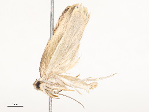  ( - CBG-A54428-H03)  @11 [ ] CreativeCommons - Attribution Share - Alike (2024) CBG Photography Group Centre for Biodiversity Genomics