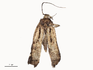  ( - CBG-A54434-A12)  @11 [ ] CreativeCommons - Attribution Share - Alike (2024) CBG Photography Group Centre for Biodiversity Genomics