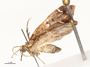  ( - CBG-A54434-C02)  @11 [ ] CreativeCommons - Attribution Share - Alike (2024) CBG Photography Group Centre for Biodiversity Genomics