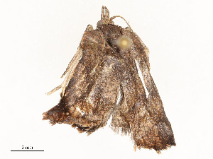  ( - CBG-A54434-C09)  @11 [ ] CreativeCommons - Attribution Share - Alike (2024) CBG Photography Group Centre for Biodiversity Genomics