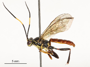  ( - CBG-A54435-E02)  @11 [ ] CreativeCommons - Attribution Share - Alike (2024) CBG Photography Group Centre for Biodiversity Genomics