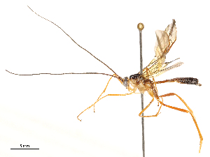  ( - CBG-A54435-F01)  @11 [ ] CreativeCommons - Attribution Share - Alike (2024) CBG Photography Group Centre for Biodiversity Genomics