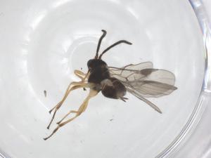  (Mirax Malaise3707 - CBG-A54794-F12)  @11 [ ] CreativeCommons - Attribution Share - Alike (2024) Centre for Biodiversity Genomics Centre for Biodiversity Genomics