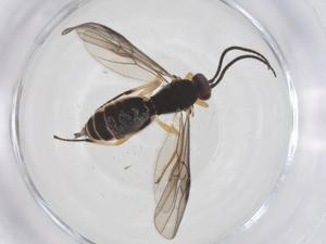  ( - CBG-A56035-D07)  @11 [ ] CreativeCommons - Attribution Share - Alike (2024) Centre for Biodiversity Genomics Centre for Biodiversity Genomics