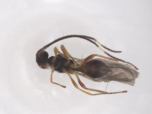  ( - CBG-A56042-A02)  @11 [ ] CreativeCommons - Attribution Share - Alike (2024) Centre for Biodiversity Genomics Centre for Biodiversity Genomics