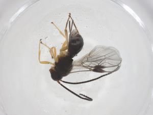  ( - CBG-A56043-E02)  @11 [ ] CreativeCommons - Attribution Share - Alike (2024) Centre for Biodiversity Genomics Centre for Biodiversity Genomics