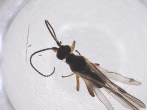  ( - CBG-A56053-D10)  @11 [ ] CreativeCommons - Attribution Share - Alike (2024) Centre for Biodiversity Genomics Centre for Biodiversity Genomics