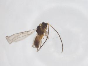  ( - CBG-A56058-D05)  @11 [ ] CreativeCommons - Attribution Share - Alike (2024) Centre for Biodiversity Genomics Centre for Biodiversity Genomics