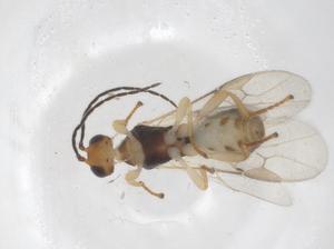  ( - CBG-A56060-G05)  @11 [ ] CreativeCommons - Attribution Share - Alike (2024) Centre for Biodiversity Genomics Centre for Biodiversity Genomics