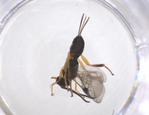  ( - CBG-A56062-G01)  @11 [ ] CreativeCommons - Attribution Share - Alike (2024) Centre for Biodiversity Genomics Centre for Biodiversity Genomics