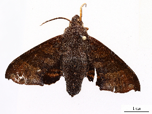  (Pachygonidia Malaise3157 - CBG-A36878-E06)  @11 [ ] CreativeCommons - Attribution Share-Alike (2024) CBG Photography Group Centre for Biodiversity Genomics