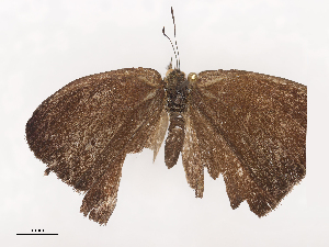  ( - CBG-A36878-F05)  @11 [ ] CreativeCommons - Attribution Share - Alike (2024) CBG Photography Group Centre for Biodiversity Genomics