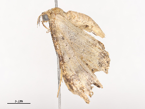  ( - CBG-A36879-B11)  @11 [ ] CreativeCommons - Attribution Share - Alike (2024) CBG Photography Group Centre for Biodiversity Genomics