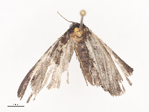  ( - CBG-A36879-E02)  @11 [ ] CreativeCommons - Attribution Share - Alike (2024) CBG Photography Group Centre for Biodiversity Genomics