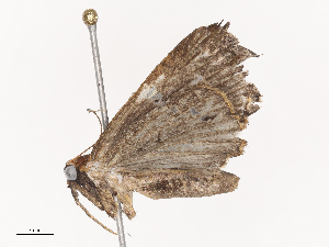  ( - CBG-A36879-H10)  @11 [ ] CreativeCommons - Attribution Share - Alike (2024) CBG Photography Group Centre for Biodiversity Genomics