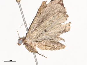  ( - CBG-A36880-C02)  @11 [ ] CreativeCommons - Attribution Share - Alike (2024) CBG Photography Group Centre for Biodiversity Genomics