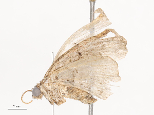  ( - CBG-A36880-H11)  @11 [ ] CreativeCommons - Attribution Share - Alike (2024) CBG Photography Group Centre for Biodiversity Genomics