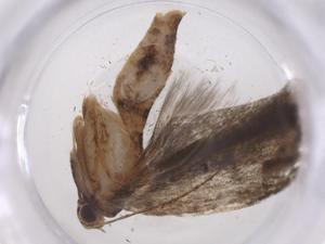  ( - CBG-A37094-B01)  @11 [ ] CreativeCommons - Attribution Share - Alike (2024) Centre for Biodiversity Genomics Centre for Biodiversity Genomics