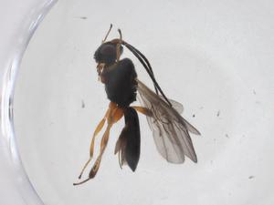  (Chelonus Malaise6314 - CBG-A37101-B08)  @11 [ ] CreativeCommons - Attribution Share - Alike (2024) Centre for Biodiversity Genomics Centre for Biodiversity Genomics