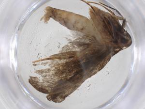  ( - CBG-A37119-G09)  @11 [ ] CreativeCommons - Attribution Share - Alike (2024) Centre for Biodiversity Genomics Centre for Biodiversity Genomics