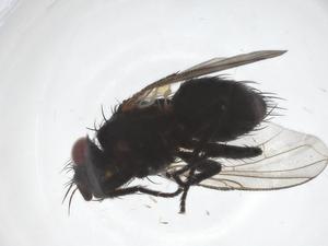  (Phytomyptera Malaise8215 - CBG-A37130-A12)  @11 [ ] CreativeCommons - Attribution Share - Alike (2024) Centre for Biodiversity Genomics Centre for Biodiversity Genomics