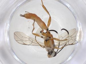  (ichJanzen01 Malaise8043 - CBG-A37286-E02)  @11 [ ] CreativeCommons - Attribution Share - Alike (2024) Centre for Biodiversity Genomics Centre for Biodiversity Genomics