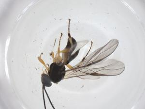  (opiMalaise01 Malaise6825 - CBG-A37368-F03)  @11 [ ] CreativeCommons - Attribution Share - Alike (2024) Centre for Biodiversity Genomics Centre for Biodiversity Genomics