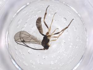  ( - CBG-A37375-D08)  @11 [ ] CreativeCommons - Attribution Share - Alike (2024) Centre for Biodiversity Genomics Centre for Biodiversity Genomics